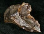 Rooted Triceratops Tooth - #7161-3